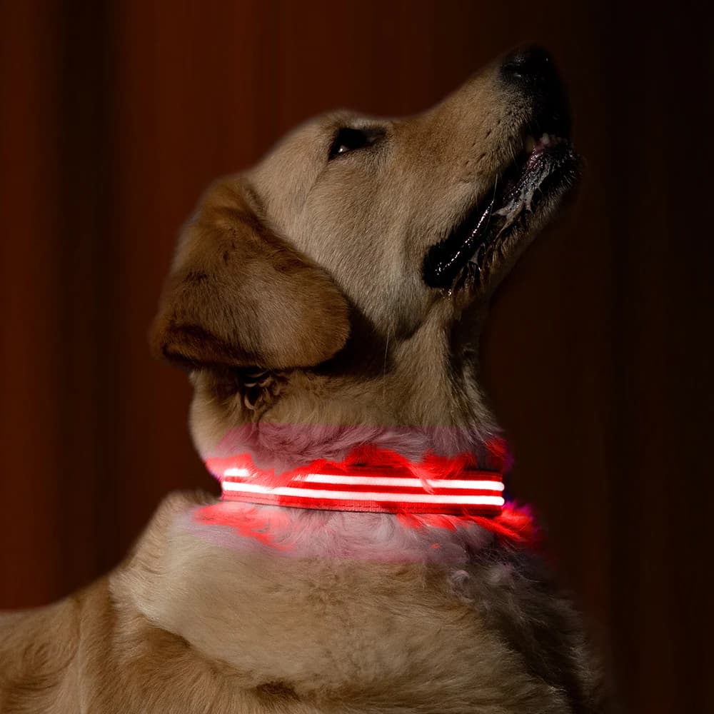 LED Halsband Oplaadbaar Rood 50-60cm DC5 Hilox