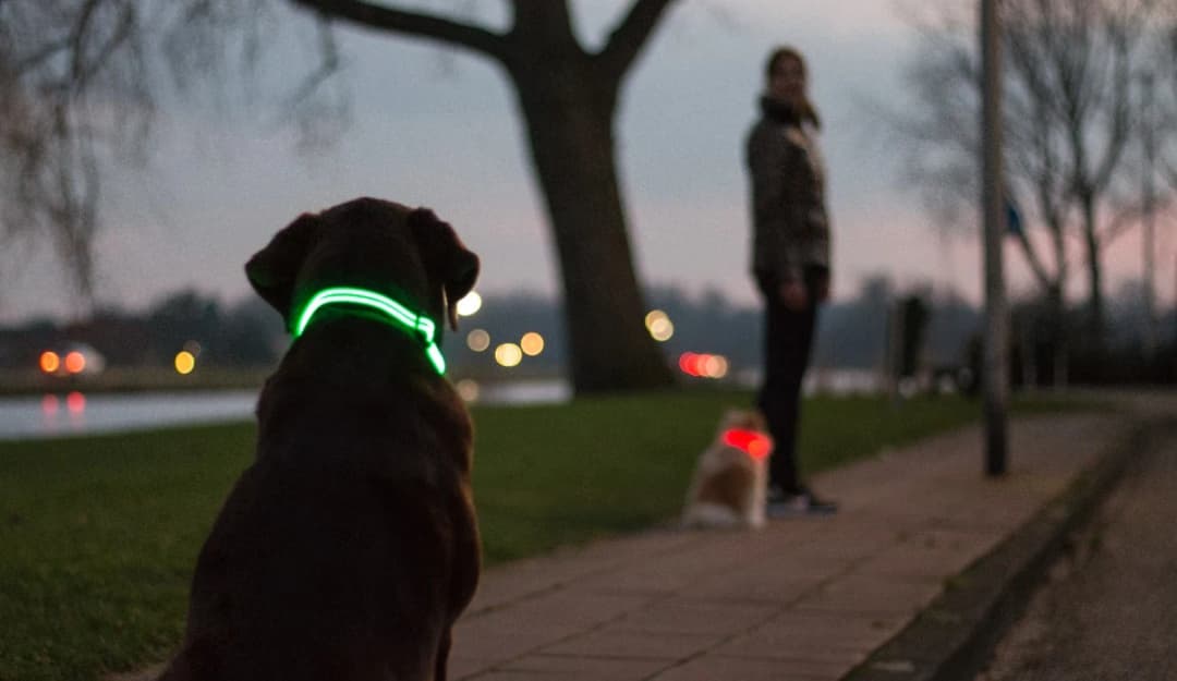 Hond