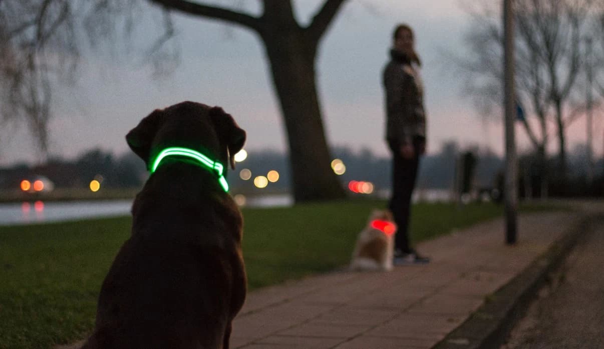 Hond met oplichtende groene LED-halsband in de schemering