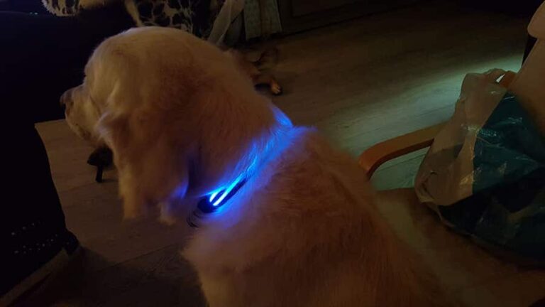 Led Halsband Waterproof Blauw - 50cm Hond